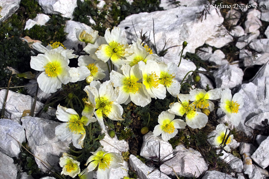 Papaver alpinum / Papavero alpino